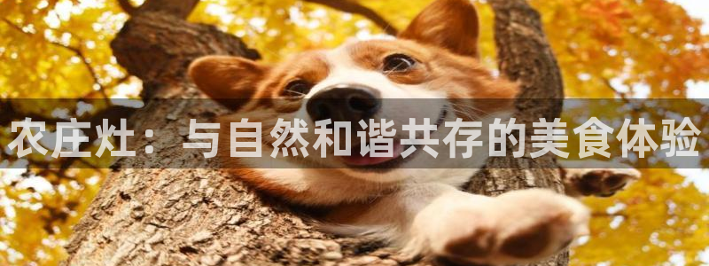 琳琅娱乐社区600